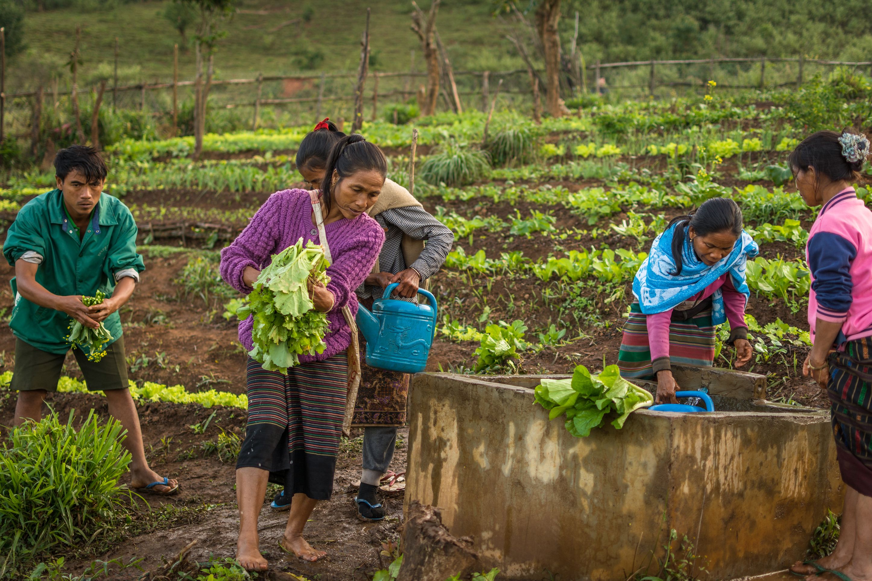 Water Supply in Upland areas for Vegetables Cultivation - Luang Prabang  © Gaylord Giordanino