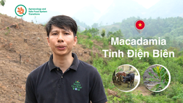 Exploring Intercropping Solutions for Livestock and Soil Improvement in Dien Bien, Vietnam