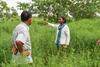 How Stylo Cover Cropping Enriches a Cambodian Farmer's Soil and Life