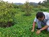 Promoting forage peanut in tree plantations